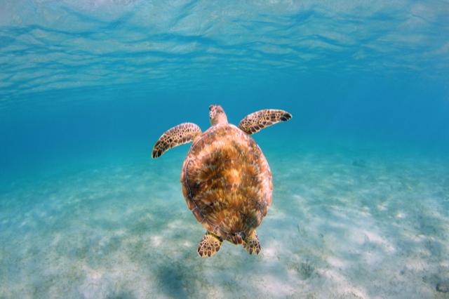 Underwater Marine Art (Call for Price)