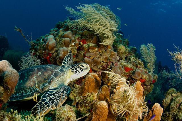 Underwater Marine Art (Call for Price)