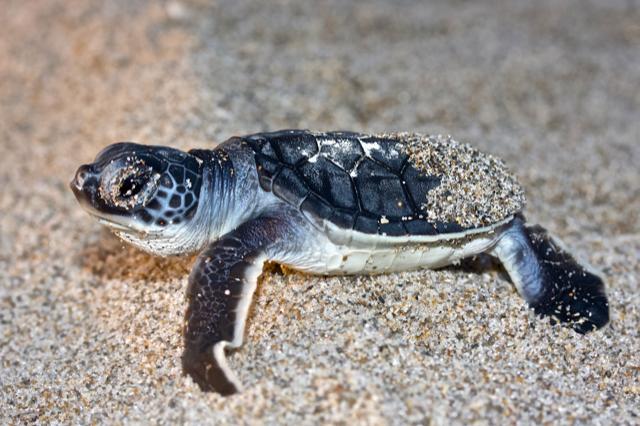 Underwater Marine Art (Call for Price)